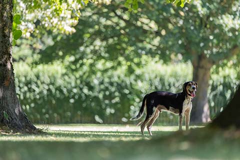 Hundewiese Eickhorst
