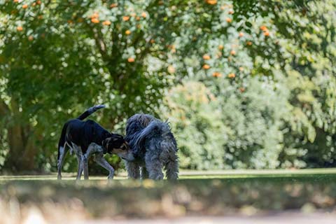 Hundewiese Eickhorst