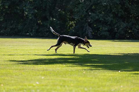 Hundewiese Eickhorst
