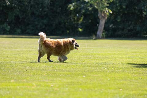 Hundewiese Eickhorst