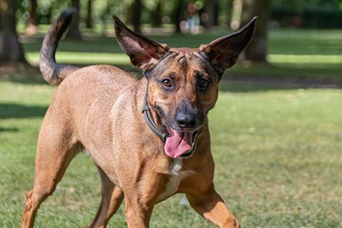 Hundewiese Eickhorst