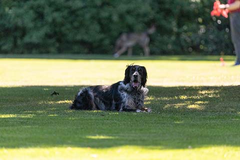 Hundewiese Eickhorst