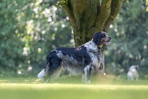 Hundewiese Eickhorst