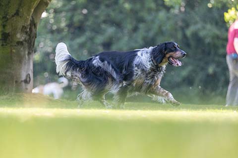 Hundewiese Eickhorst