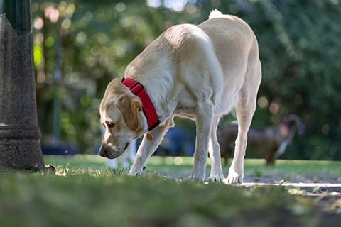 Hundewiese Eickhorst