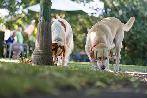 Hundewiese Eickhorst