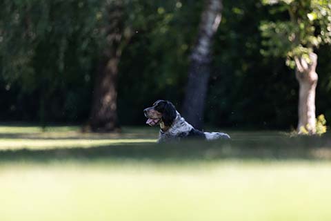 Hundewiese Eickhorst