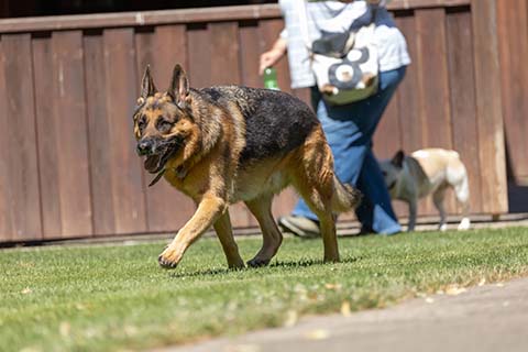 Hundewiese Eickhorst