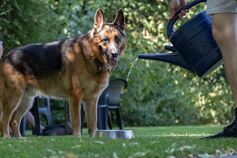 Hundewiese Eickhorst