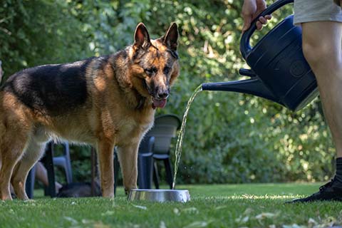 Hundewiese Eickhorst