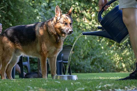 Hundewiese Eickhorst