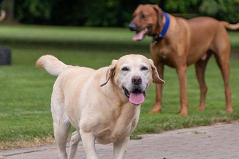 Hundewiese Eickhorst