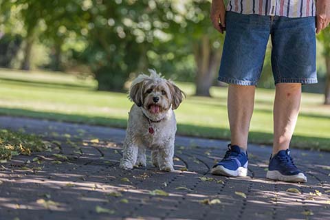 Hundewiese Eickhorst