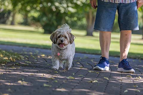 Hundewiese Eickhorst