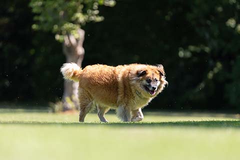 Hundewiese Eickhorst