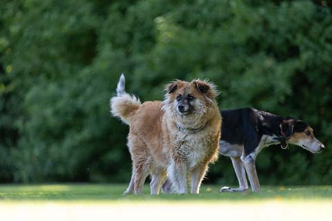 Hundewiese Eickhorst