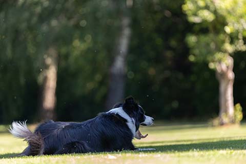Hundewiese Eickhorst