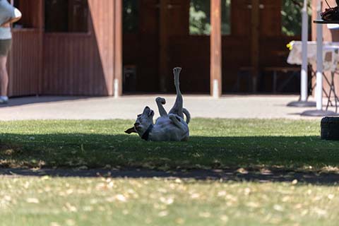 Hundewiese Eickhorst