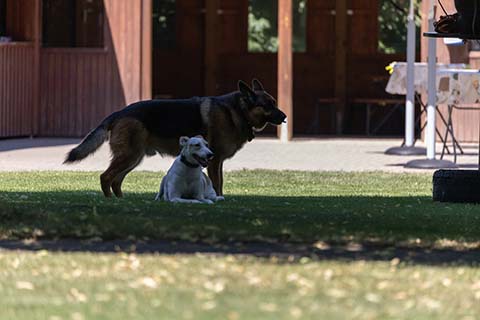 Hundewiese Eickhorst