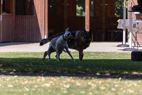Hundewiese Eickhorst