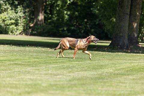 Hundewiese Eickhorst