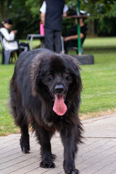 Hundewiese Eickhorst