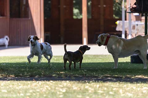 Hundewiese Eickhorst