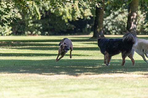 Hundewiese Eickhorst