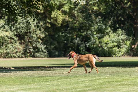 Hundewiese Eickhorst