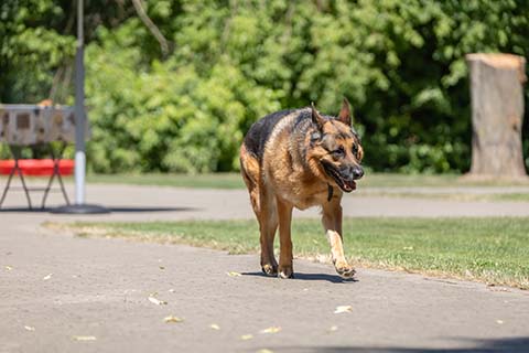 Hundewiese Eickhorst