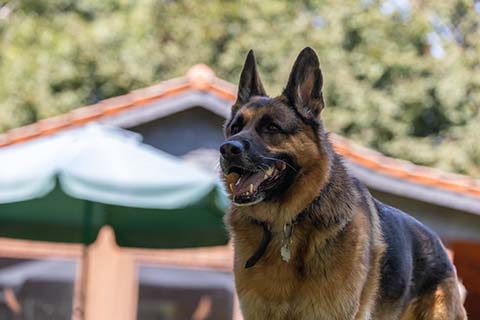 Hundewiese Eickhorst