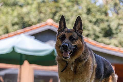 Hundewiese Eickhorst