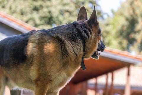 Hundewiese Eickhorst