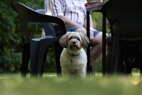 Hundewiese Eickhorst