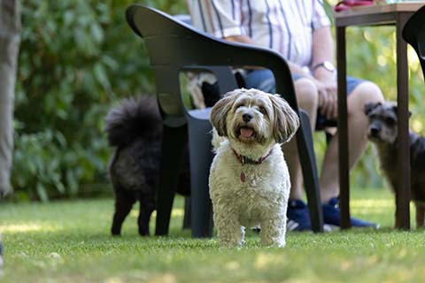 Hundewiese Eickhorst