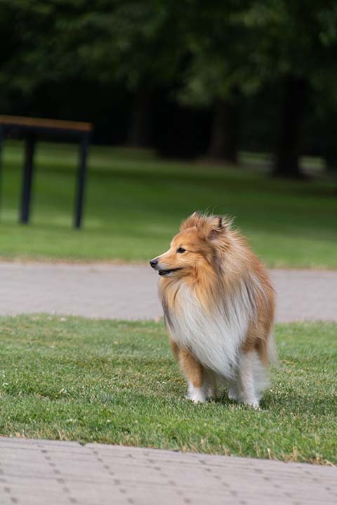Hundewiese Eickhorst