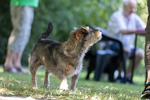 Hundewiese Eickhorst