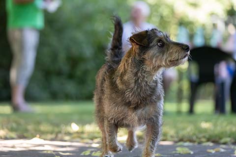 Hundewiese Eickhorst