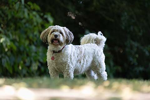 Hundewiese Eickhorst