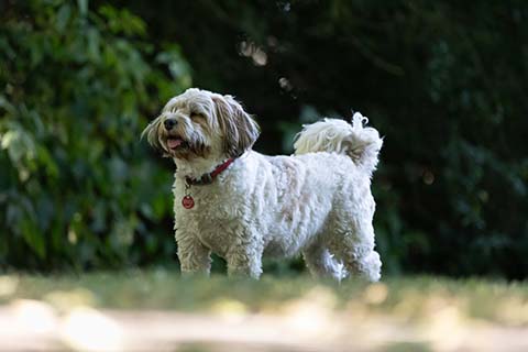 Hundewiese Eickhorst