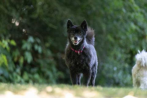 Hundewiese Eickhorst