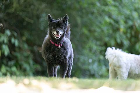 Hundewiese Eickhorst