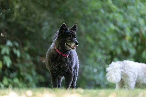 Hundewiese Eickhorst