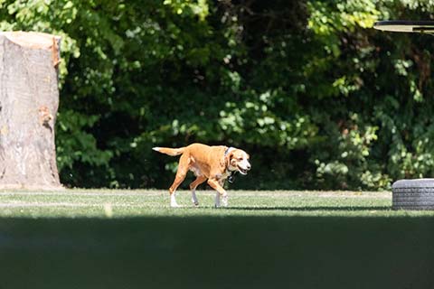 Hundewiese Eickhorst