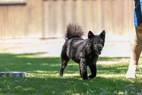 Hundewiese Eickhorst
