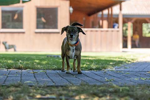 Hundewiese Eickhorst