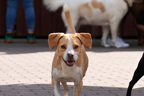 Hundewiese Eickhorst