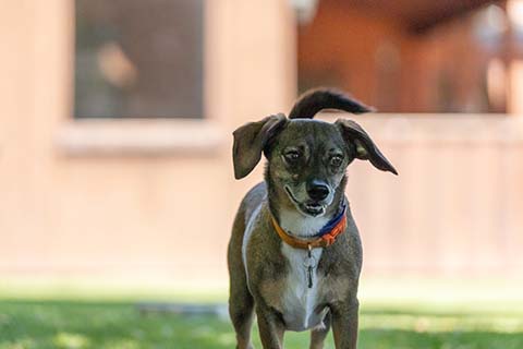 Hundewiese Eickhorst