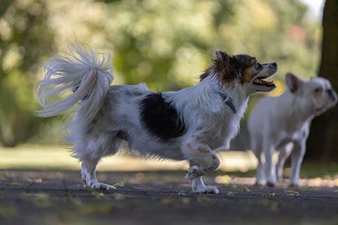 Hundewiese Eickhorst