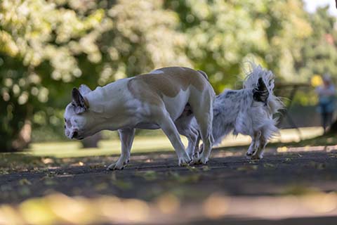 Hundewiese Eickhorst